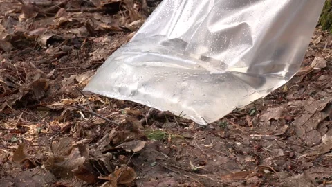 Industrial collection of birch sap in the spring forest. Video stock 274901738