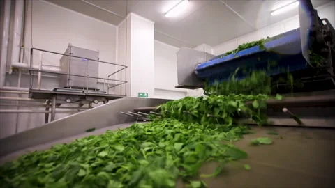 Industrial conveyor system transporting fresh spinach inside processing facility Stock Footage 331615991