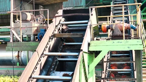 Industrial Conveyor System Transporting Palm Oil Fruit in Processing Mill Stock-Footage 331861761