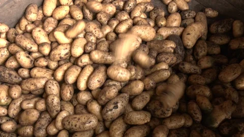 An industrial conveyor unloads pre-washed potatoes. Stock Footage 330350128