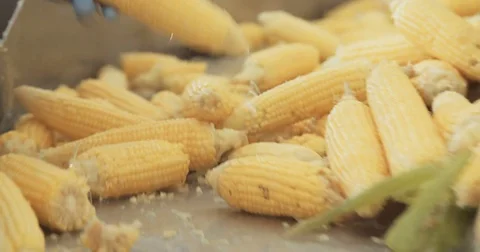 Industrial Corn processing factory Stock Footage 78039295