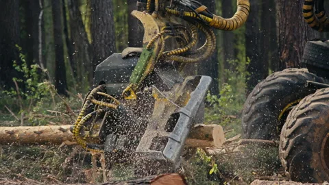Industrial Crane Chainsaw Machine Processing Pine Tree Trunk With A Heavy Claw Stock Footage 275580801