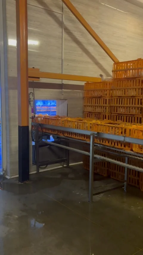 Industrial crate washing machine in poultry slaughterhouse, vertical Stock Footage 345163541