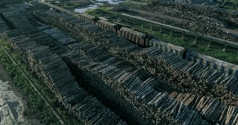 Industrial deforestation Video stock 78769772