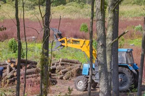 Industrial deforestation by forestry workers using machinery Stock Photos