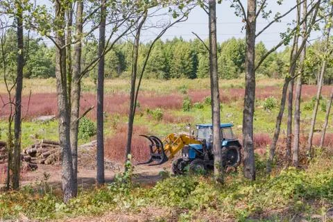 Industrial deforestation by forestry workers using machinery Stock Photos