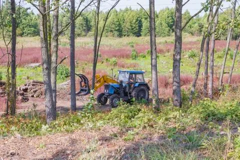 Industrial deforestation by forestry workers using machinery Stock Photos