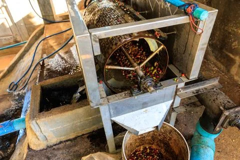 Industrial Depulper Machine Processing Fresh Coffee Cherries At Agricultura.. Stock Photos
