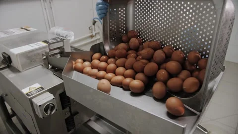Industrial Egg Breaking and Shell Separation on Production Line. Stock Footage 321949831
