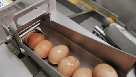 Industrial Egg Breaking and Shell Separation on Production Line Stock Footage 321949927