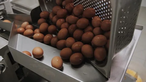 Industrial Egg Breaking And Sorting On Conveyor Line. Stock Footage 322009986