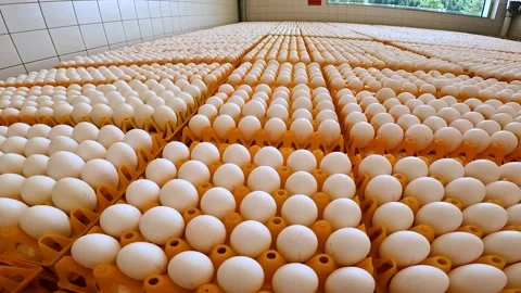 Industrial egg pallets prepared to be processed by machinery. Stock Footage 256061266