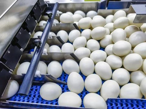 Industrial egg sorting process inside a modern facility during daylight hou.. Stock Photos