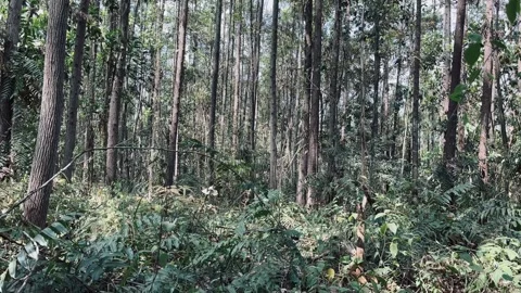 Industrial Eucalyptus Forest Trees Ground Level Shot in Sumatra - Part 1 Stock Footage 342147261