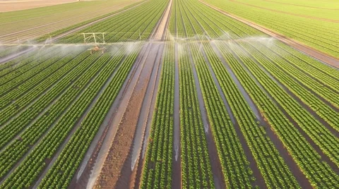 Industrial farming Aerial - Irrigation of a lettuce field Stock Footage