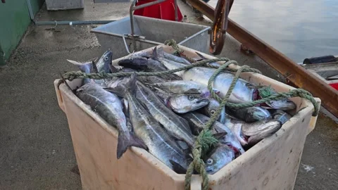Industrial Fishing and Processing Technologies on Lofoten islands, Norway. Lifti Stock Footage 268211838