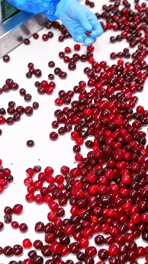 Industrial food processing worker sorting fresh red cherries on conveyor be.. Stock Footage 337548637