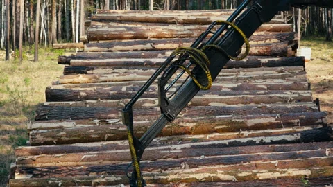Industrial Forestry Crane is creating logging with processed tree trunks Stock Footage 279821298