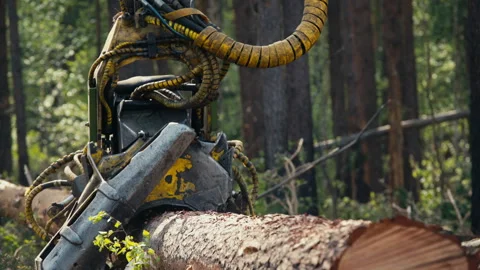 Industrial forestry harvester crane processing the cut tree trunks in a forest Stock Footage 267856236