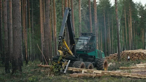 Industrial Forestry Harvester Machine is processing and cutting multiple trees Stock Footage 266312811