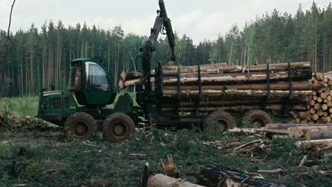 Industrial Forestry Logging Vehicle Stacking Pine Lumber Material In A Pile Stock Footage 209934043