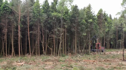 Industrial Forestry machine at work Video stock 38915881
