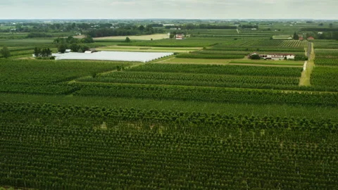Industrial fruit tree plantation grows on a massive commercial farm field Stock Footage 339075521
