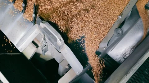 Industrial Grain Processing Equipment, Close-up of wheat grains flowing through Video stock 263123002