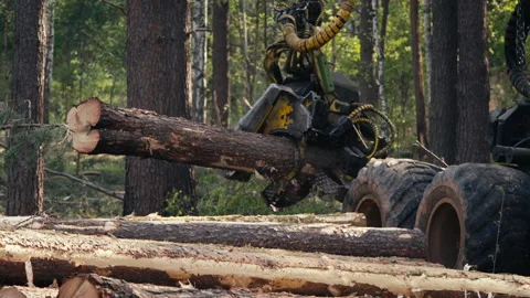 Industrial Harvester machine is processing the logs for Lumber Industry Factory Stock Footage 266312177