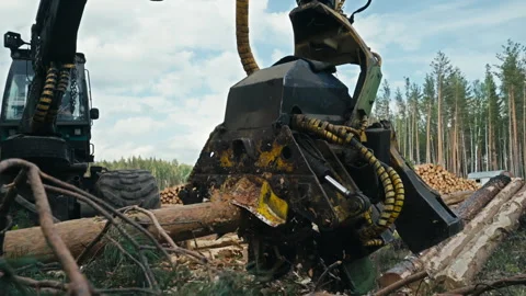 Industrial Harvester Machine Processing A Pine Log And Removing Branches Stock Footage 289243740