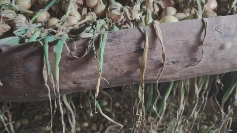 Industrial harvesting machine separating onions from their green tops. Detail Stock Footage 343962707