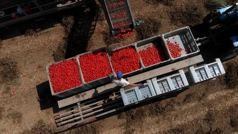 Industrial Harvesting tomatoes. Flying over Tractor,technology,agriculture Stock Footage 98598193