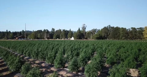 Industrial Hemp #01 Stock Footage 113699603