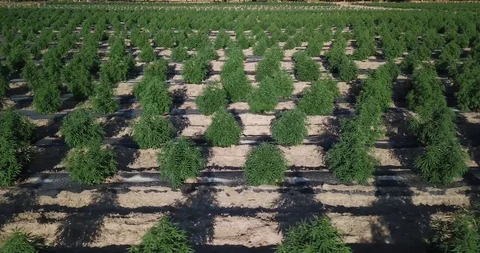 Industrial Hemp #02 Stock Footage 113699607