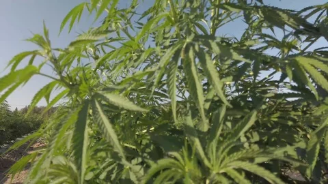 Industrial Hemp #06 Stock Footage 113699618