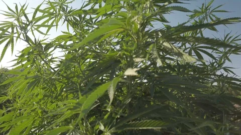 Industrial Hemp #07 Stock Footage 113699620