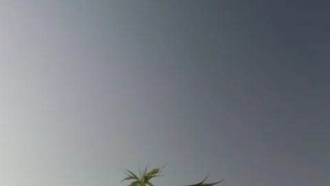 Industrial Hemp #08 Stock Footage 113699627