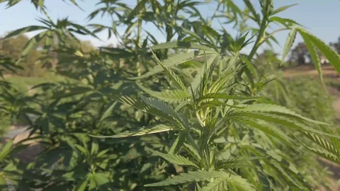 Industrial Hemp #11 Stock Footage 113699645