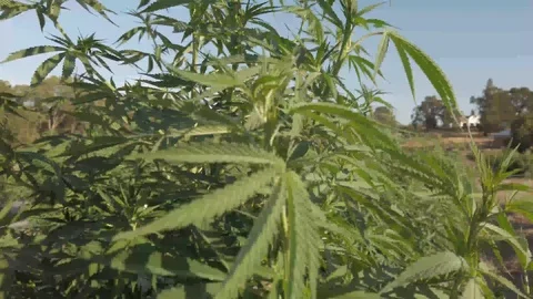 Industrial Hemp #12 Stock Footage 113699640