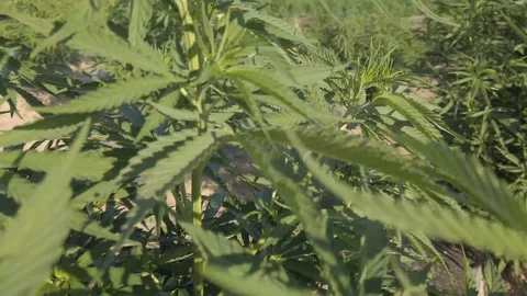 Industrial Hemp #13 Stock Footage 113699643