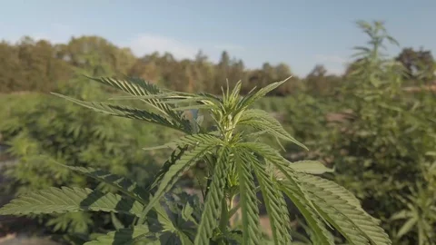 Industrial Hemp #14 Stock Footage 113699652