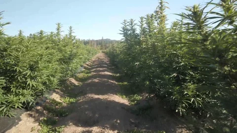 Industrial Hemp #17 Stock Footage 115446450