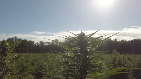 Industrial Hemp #18 Stock Footage 115446460