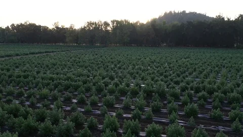 Industrial Hemp #19 Stock Footage 115446490