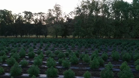 Industrial Hemp #21 Stock Footage 115446483