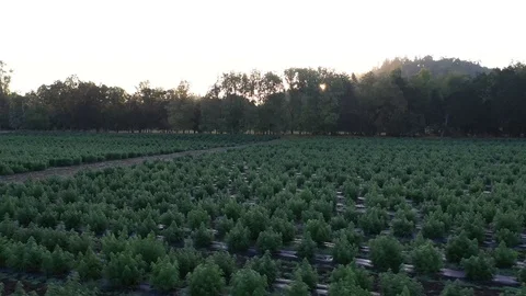 Industrial Hemp #22 Stock Footage 115446532