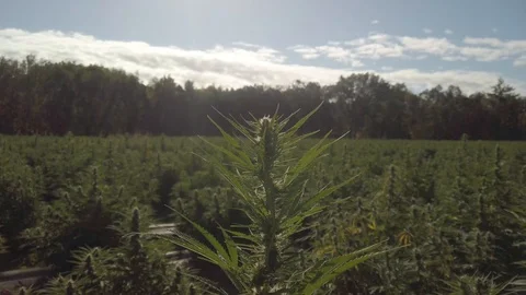 Industrial Hemp #24 Stock Footage 115446509