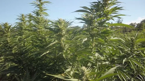 Industrial Hemp #25 Stock Footage 115446529