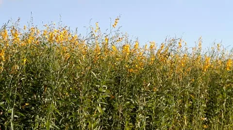 Industrial Hemp Field Video stock 8969820