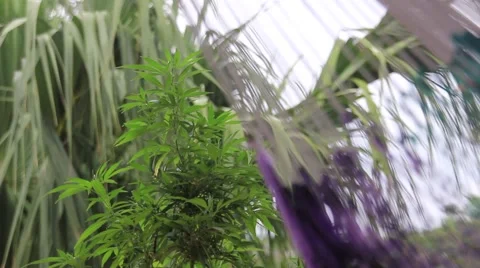 Industrial hemp focus shot from right to left with hammock in frame Stock Footage 50223473